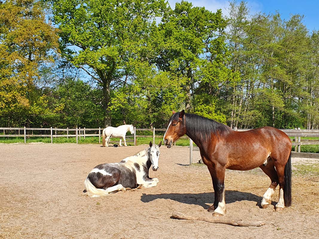 Paardencoaching2
